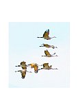 Freedom Flight - Friendship ... Greeting Cards