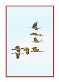 Freedom Flight - Just for FUN ... Greeting Cards