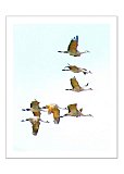 Freedom Flight - Happy Days ... Greeting Cards