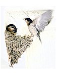 On my first flight - Friendship ... Greeting Cards