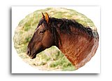 Caring look of a Wild Stallion - Friendship ... Greeting Cards