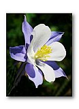 Colorado Mountain Columbine - Friendship ... Greeting Cards