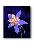 Columbine on a Colorado morning - Share the Moment ... Greeting Cards