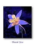 Columbine on a Colorado Morning - Thank You ... Greeting Cards