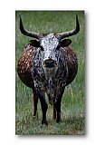 Texas Pregnant - Share the Moment ... Greeting Cards