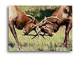 Fierce Competitors - Friendship ... Greeting Cards