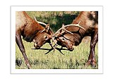 Fierce Competitors - Share the Moment ... Greeting Cards