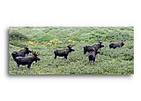 Five Moose are courting - Friendship ... Greeting Cards