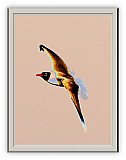 Gulf Gull - Love and Art ... Greeting Cards