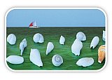 Gulf shells with Red Sail on the Horizon - Friendship ... Greeting Cards