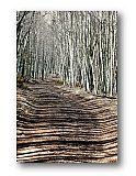 Serenity of the Shadow Trail - Thank You ... Greeting Cards