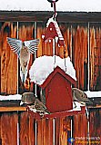 Hovering over winter food - Gallery 1  Birds