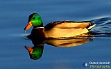 Quiet Waters
 - NEW Photos
