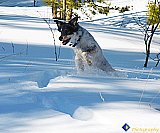 Joyful jumping in the mountain snow - Gallery 7 Dogs Horses Cats Animals