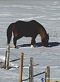 Grazing for winter food - Gallery 7 Dogs Horses Cats Animals