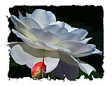 Possibilities - Share the Moment ... Note Cards