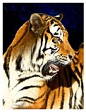 Fierce Roar of the Tiger - Share the Moment ... Note Cards