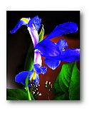 Iris Majesty - Friendship ... Note Cards