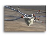 Winter Nest - Friendship ... Note Cards