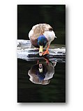 Talk to the Duck - Friendship ... Note Cards
