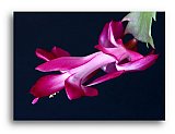 Delicate Cactus Winer Bloom - Share the Moment ... Note Cards