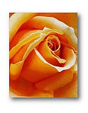 Deep Passion - Share the Moment ... Note Cards