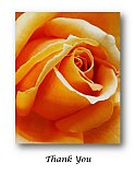 Deep Passion - Thank You ...  Note Cards