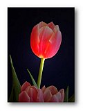 Softness of Spring - Share the Moment ... Note Cards