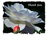 Possibilities - Thank You ...  Note Cards