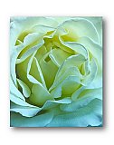 Delicate Friendship - Friendship ... Note Cards