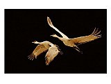 On the Wings of Poetry - Friendship ... Note Cards