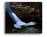 Blue Heron River Flight - Share the Moment ... Note Cards