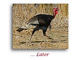Turkey Trot - Share the Moment ... Note Cards