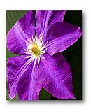 Clematis at Sunrise - Share the Moment ... Note Cards