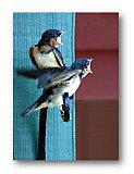 Feathered Duet - Friendship ... Note Cards