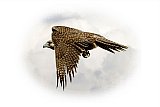 Falcon Hunt - Friendship ... Note Cards