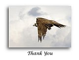Falcon Hunt - Thank You ...  Note Cards