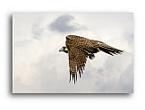 Falcon Hunt - Friendship ... Note Cards
