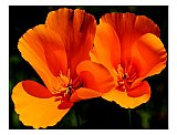 Fiery Poppy - Friendship ... Note Cards