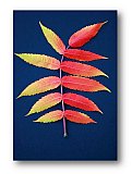 A Leaf to Remember - Share the Moment ... Note Cards