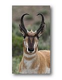 Antelope Strong - Share the Moment ... Note Cards
