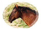 Caring look of a wild stallion - Healthy Wealthy & Wise ...  Note Cards