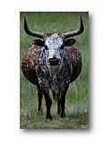 Texas Pregnant - Share the Moment ... Note Cards