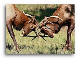 Fierce Competitors - Share the Moment ... Note Cards