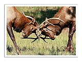 Fierce Competitors - Friendship ... Note Cards