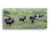 Five Moose are courting - Share the Moment ... Note Cards