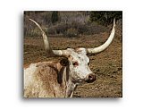 Kind Face of a Longhorn - Share the Moment ... Note Cards