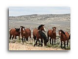 Wild Horses of Fort Garland CO - Share the Moment ... Note Cards