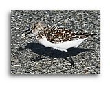 Sandpiper snacking - Share the Moment ... Note Cards