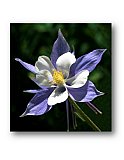 Colorado Columbine in the Mountains - Share the Moment ... Note Cards